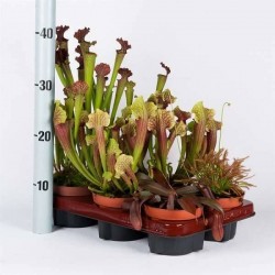 PLANTE carnivore assorti P12