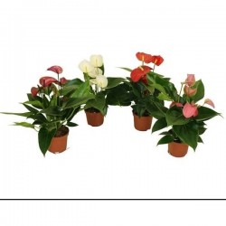 ANTHURIUM 'Grandiflora' P9