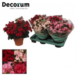 BEGONIA elatior 'Betulia' P19