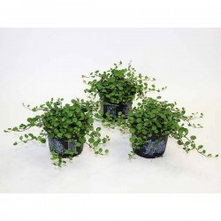 MUEHLENBECKIA complexa P10.5