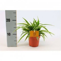 CHLOROPHYTUM comosum...