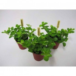 PEPEROMIA rotundifolia P5.5