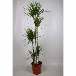 DRACAENA marginata...
