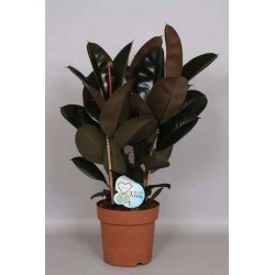 FICUS elastica 'Abidjan'...