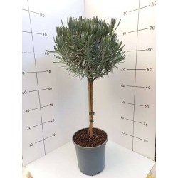 LAVANDE officinale TG H85 P18