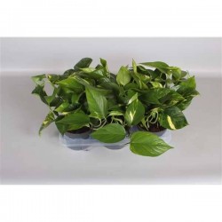 EPIPREMNUM aureum P12