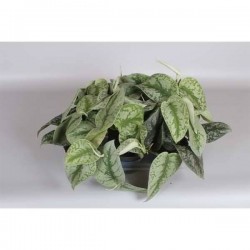 SCINDAPSUS pictus 'Trebie' P12