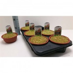 HERBE a Chat CPEØ16