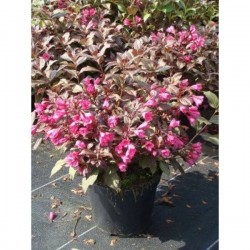WEIGELA florida Alexandra®...