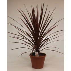 CORDYLINE australis Red...