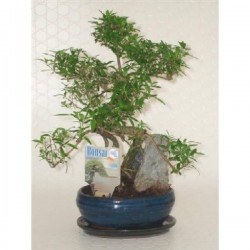 BONSAI + Roche CPEØ16