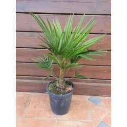 TRACHYCARPUS fortunei 40/50...