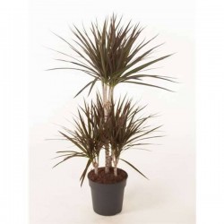 DRACAENA marginata...