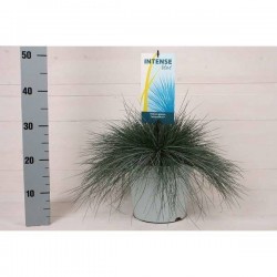 FESTUCA glauca Intens Blue®...