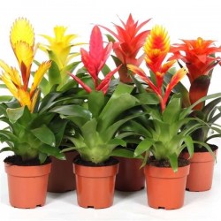 BROMELIA assorti P12