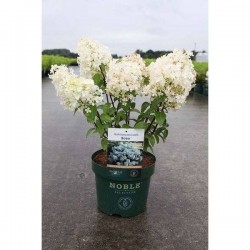 HYDRANGEA paniculata Bobo®...
