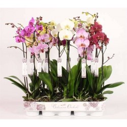 PHALAENOPSIS 'Bohemian' 2HP...