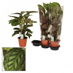 CALATHEA 'Flamestar' H80 P19