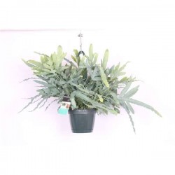 PHLEBODIUM aureum 'Blue...