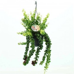 AESCHYNANTHUS 'Rasta' SUSPØ15
