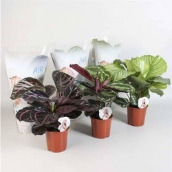 CALATHEA assorti P14