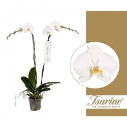 PHALAENOPSIS grandiflora...