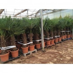 TRACHYCARPUS fortunei...