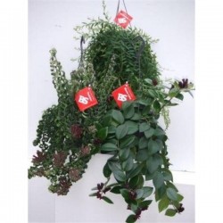 AESCHYNANTHUS assorti SUSPØ15