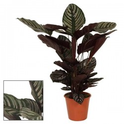 CALATHEA ornata H85 P19