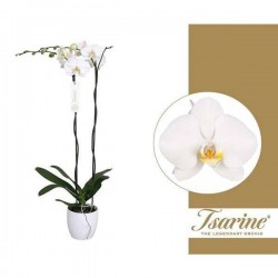 PHALAENOPSIS grandiflora...