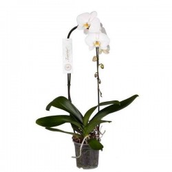 PHALAENOPSIS grandiflora...