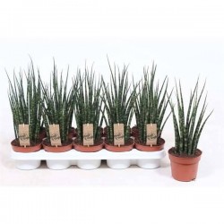 SANSEVIERIA 'Fernwood...