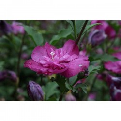 HIBISCUS syriacus 'Purple...