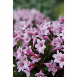 WEIGELA florida 'Pink...