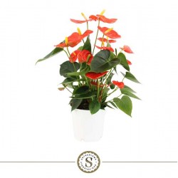ANTHURIUM andreanum...