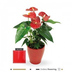 ANTHURIUM andreanum P13-CERAM