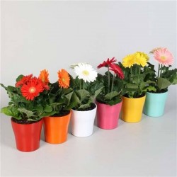 GERBERA assorti P13-CERAM