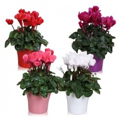 CYCLAMEN P14-CERAM