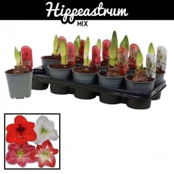 AMARYLLIS assorti 1HP P12