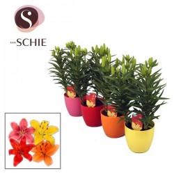 LYS asiatique P14-CCP-TST