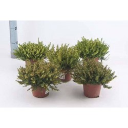 ERICA carnea WINTER LADIES...