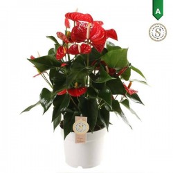 ANTHURIUM andreanum Red...