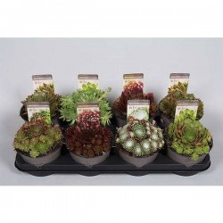 SEMPERVIVUM P14-COUL