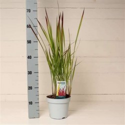 IMPERATA cylindrica 'Red...