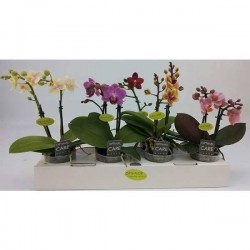 PHALAENOPSIS multiflora 2HP P7