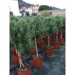 ROSMARINUS officinalis ¼TG P19