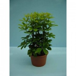 SCHEFFLERA 'Nora' H55 P21-DECO