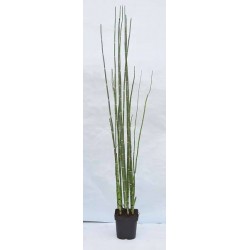 EQUISETUM 'Japonicum' P17