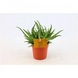 ALOE 'Spinosissima' P10.5