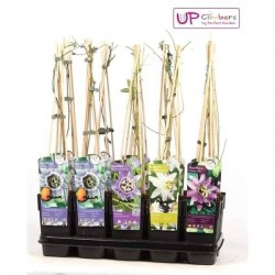 PASSIFLORA assorti TUT H65 P15